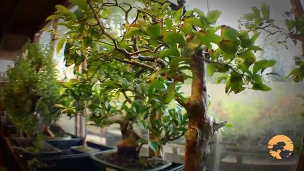 Choosing the Perfect Bonsai Tree