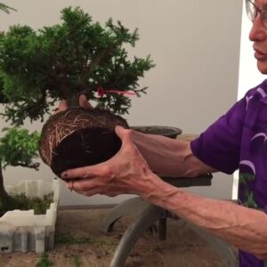 The Ultimate Guide to Crafting a Majestic Japanese Cedar Bonsai Masterpiece
