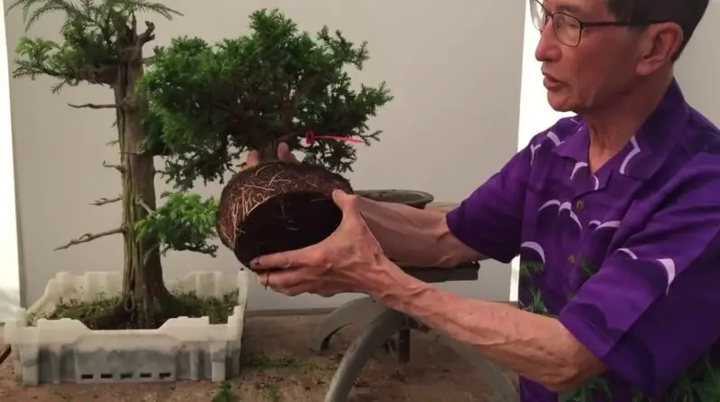 The Ultimate Guide to Crafting a Majestic Japanese Cedar Bonsai Masterpiece