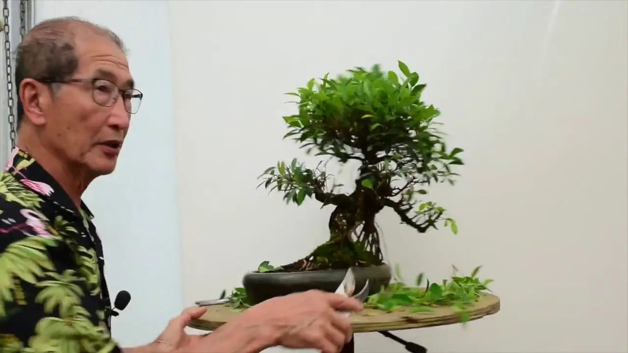 A Comprehensive Guide on Taking Care of a Ficus Bonsai