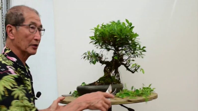 Tips for Caring for Ficus Bonsai Trees