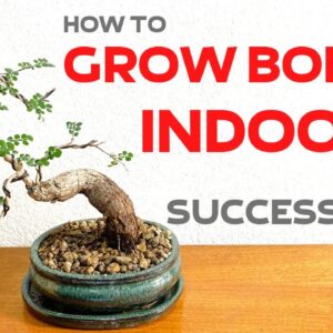 What is The Top Indoor Bonsai Trees for Your Home?