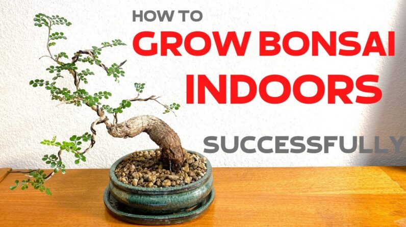 What is The Top Indoor Bonsai Trees for Your Home?