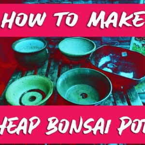 7 Affordable Alternatives for Bonsai Pots