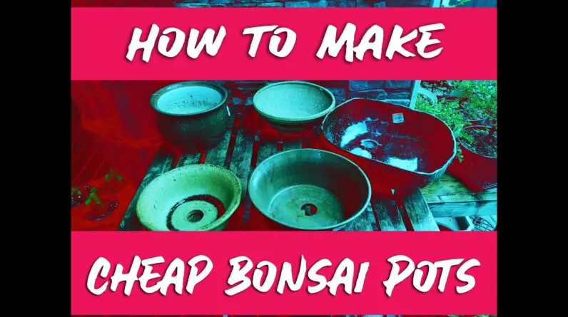 7 Affordable Alternatives for Bonsai Pots