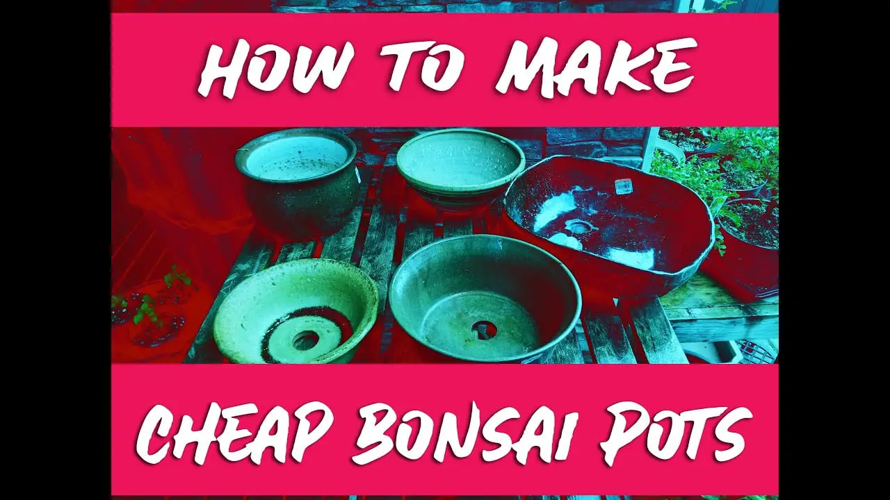 7 Affordable Alternatives For Bonsai Pots [2024 Update] BonsaiMadeEasy