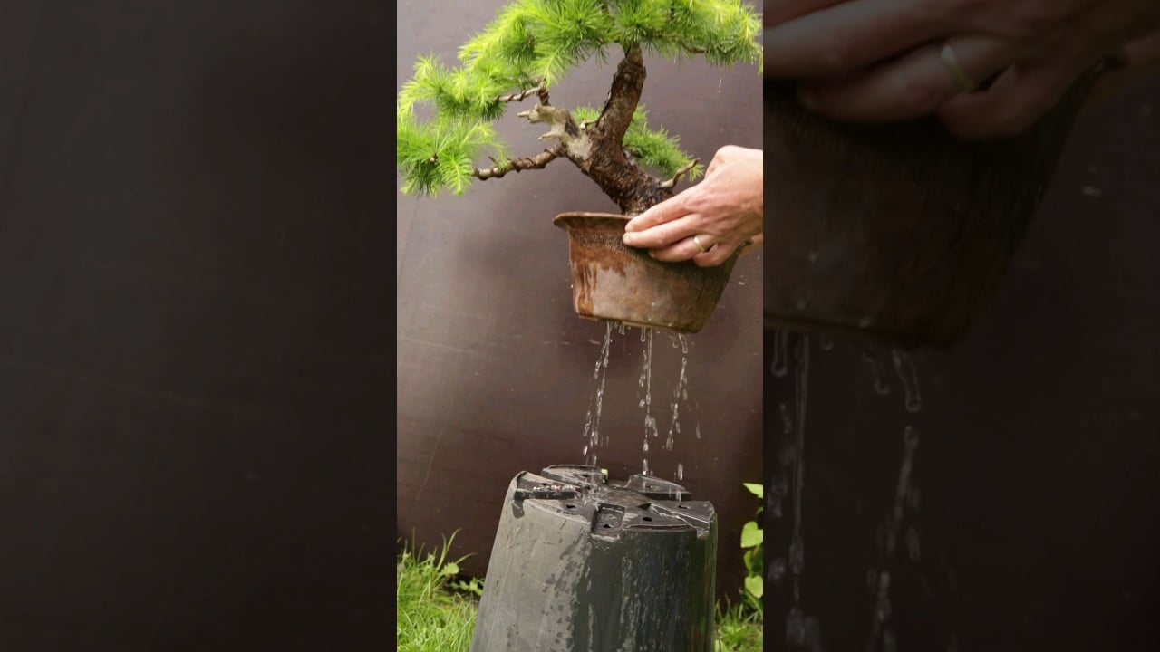 How Long do Bonsai Trees Last