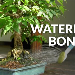 How Often Should You Water A Bonsai Tree