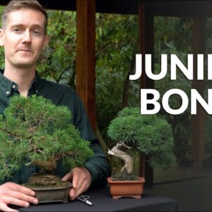 Why Can't Juniper Bonsai Live Indoors