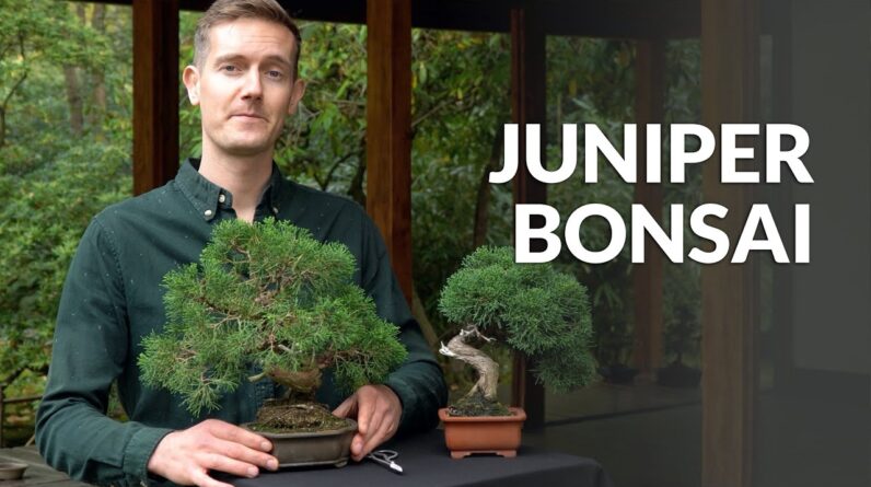 Can You Have A Juniper Bonsai Indoors