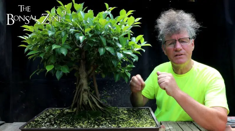 What is it That Makes Bonsai Trees So Special