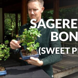 Your Guide to Nurturing the Enchanting Sweet Plum Bonsai