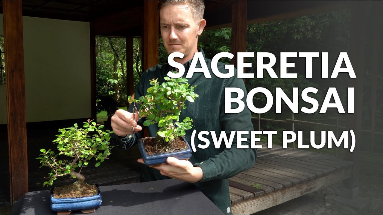 Your Guide to Nurturing the Enchanting Sweet Plum Bonsai