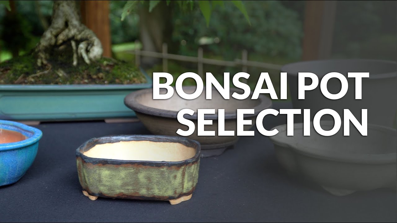 Choosing the Right Pot Size for Your Bonsai Tree