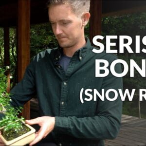 How to Take Care and Grow a Healthy Serissa Bonsai