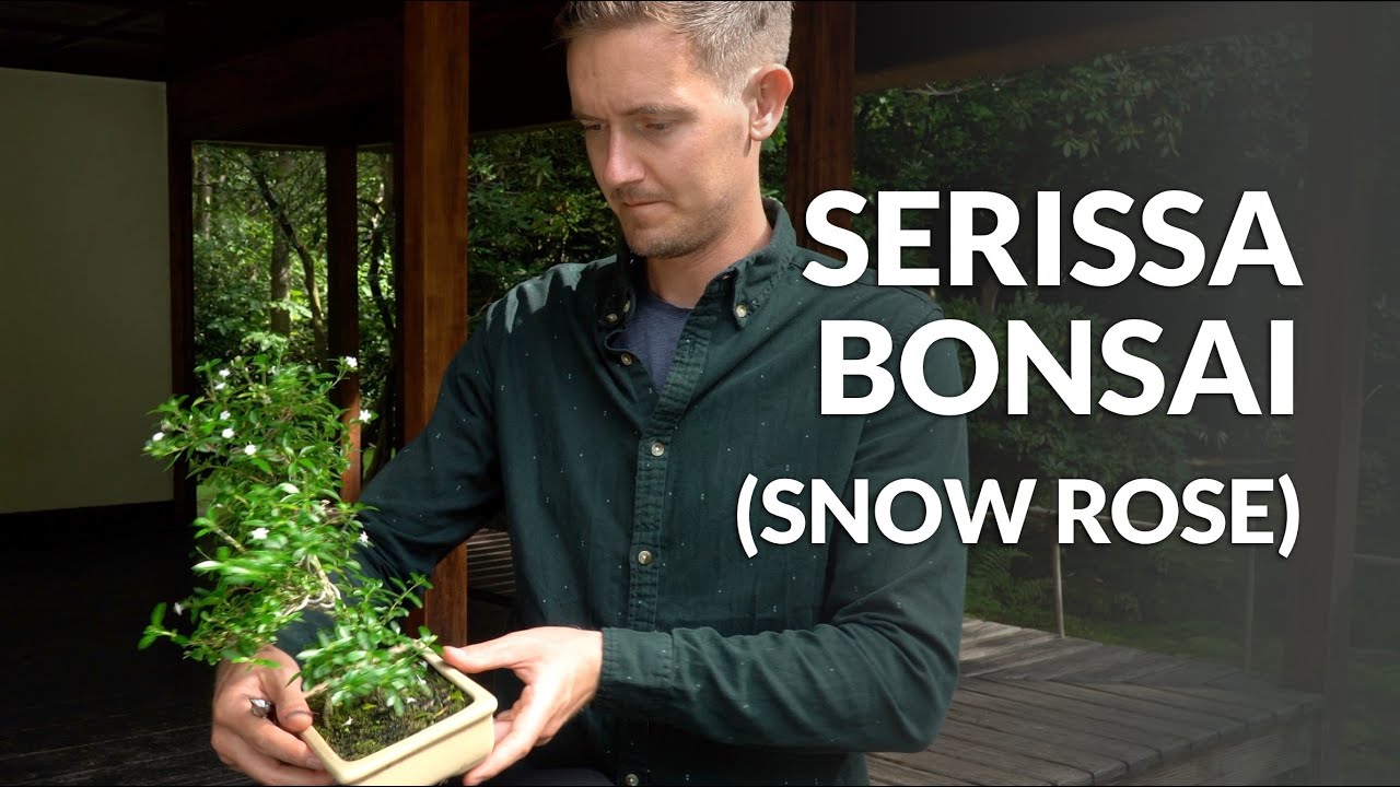 Serissa Bonsai Expert Care Guidelines