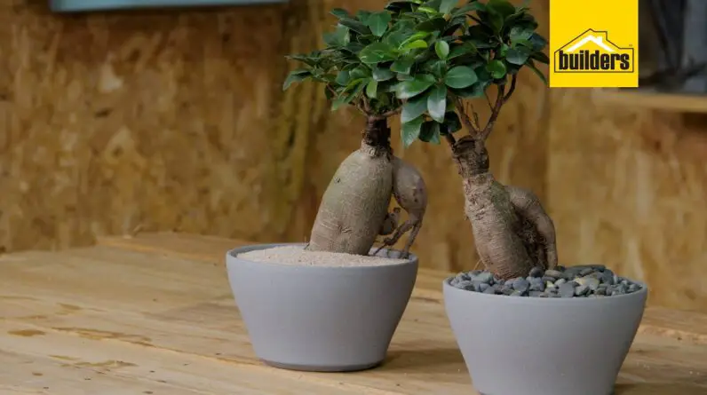 The Importance of Sunlight for Ficus Bonsai