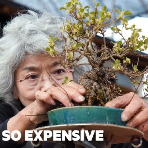 What Makes Bonsai Trees So Special