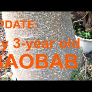 Can a Baobab Bonsai Tree Be Grown Indoors?