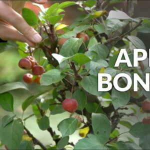 Growing Bonsai Apple Trees With Full-Sized Fruits