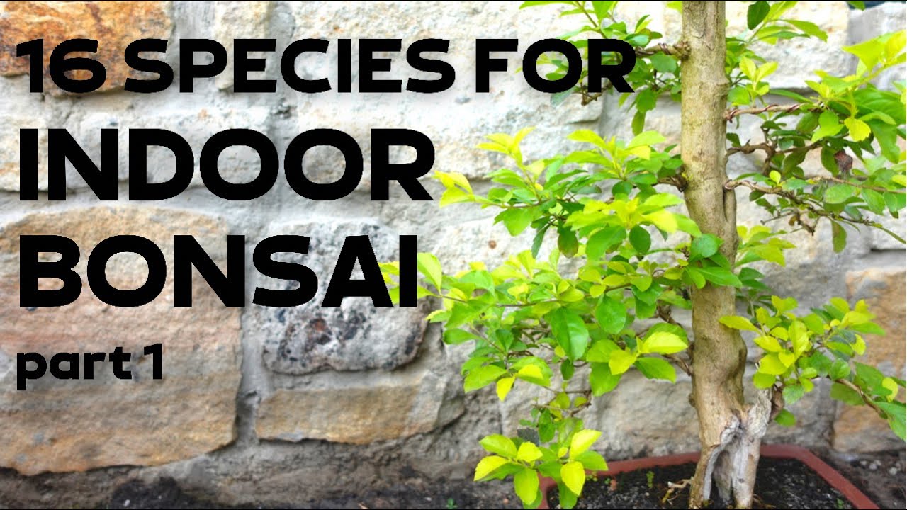 The Perfect Bonsai: Different Techniques for Indoor Trees