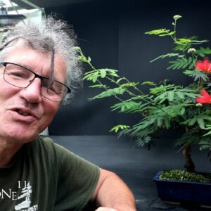 A Busy Bonsai Weekend, The Bonsai Zone, July 2024