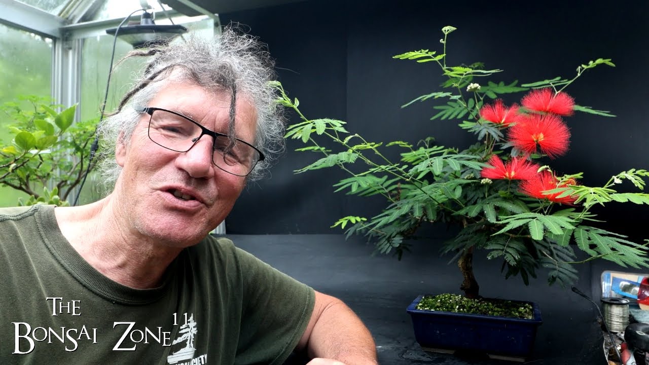 A Busy Bonsai Weekend, The Bonsai Zone, July 2024