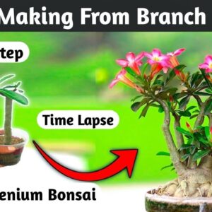 Adenium Bonsai Time Lapse | Adenium Cutting Grow