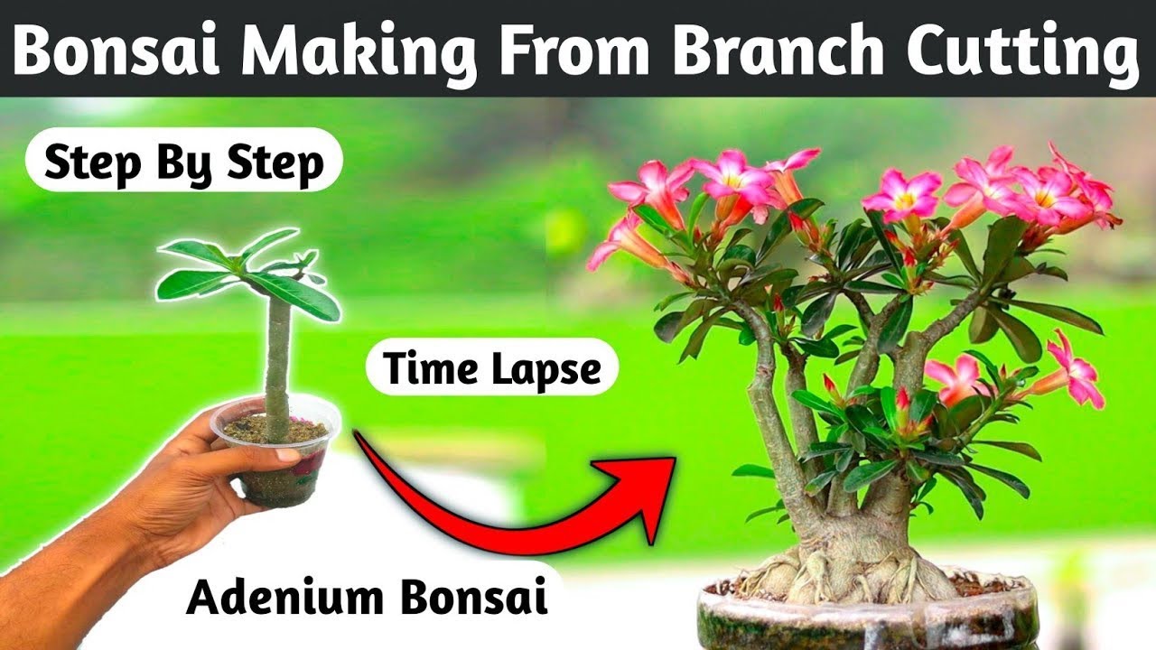 Adenium Bonsai Time Lapse | Adenium Cutting Grow