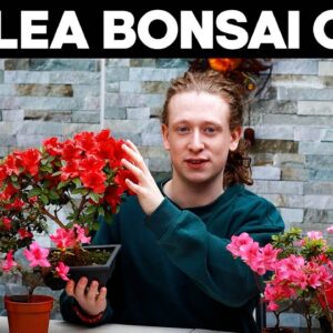 Azalea Bonsai Trees🌸Deadheading, Pruning & Repotting