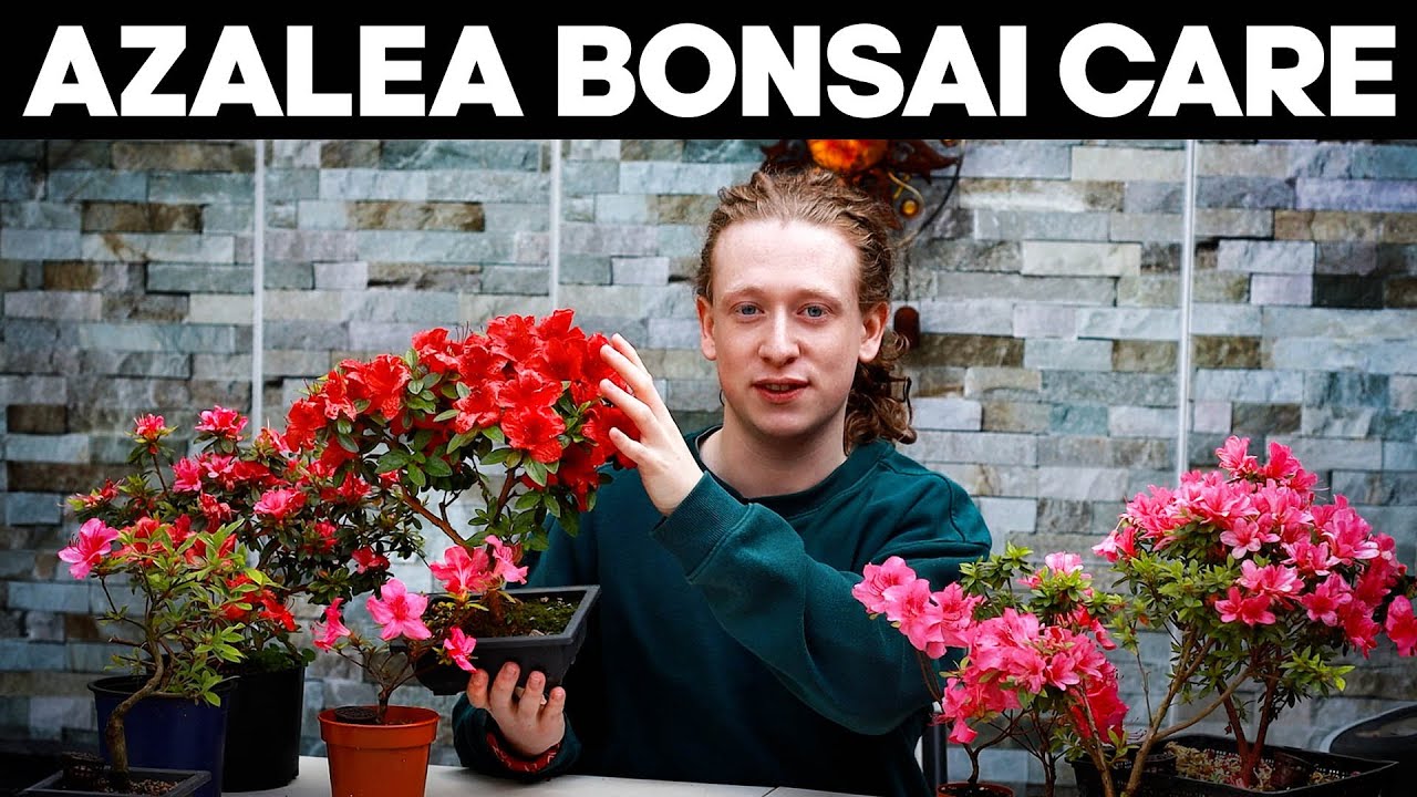 Azalea Bonsai Trees🌸Deadheading, Pruning & Repotting