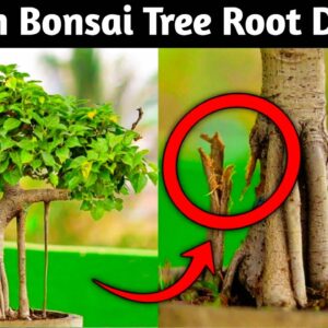 Banyan Bonsai