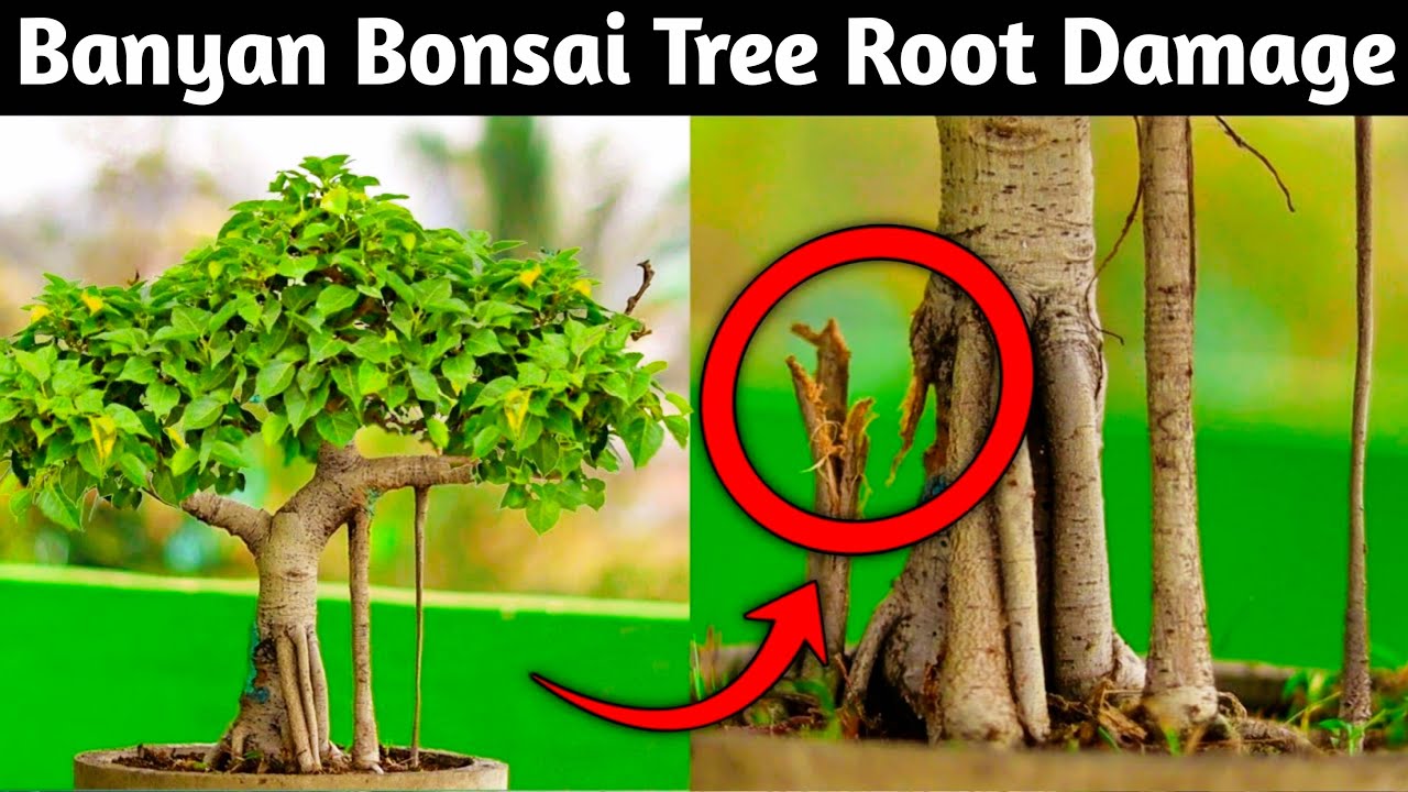 Banyan Bonsai