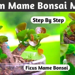 Banyan Mini Bonsai Making In Home