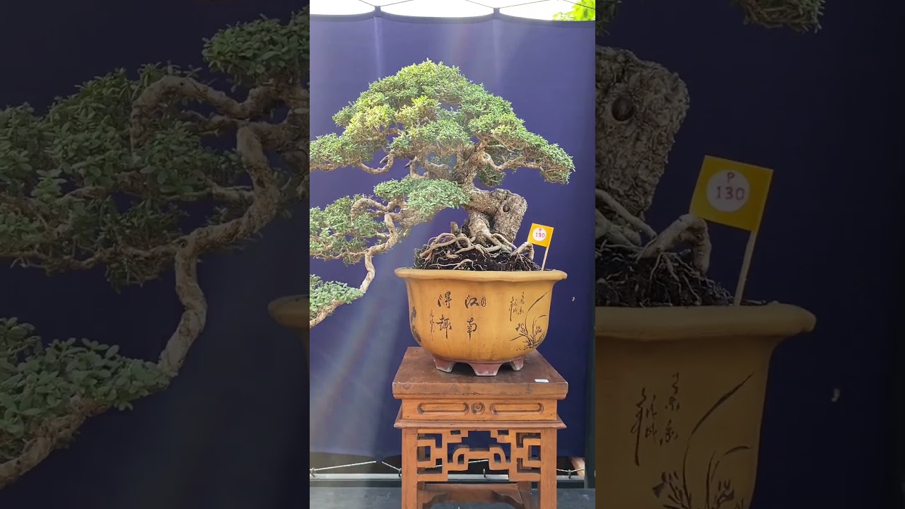 Beautiful Bonsai #trees #nature #art #indonesia