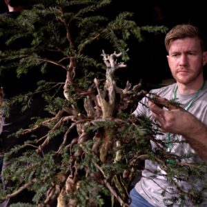 Bjorn Bjorholm creates a Taxus Bonsai