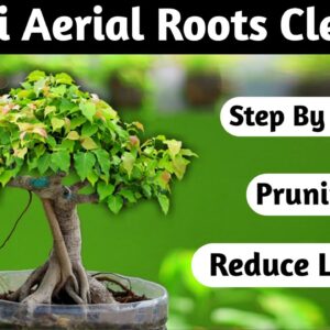 Bonsai Aerial Roots Cleaning