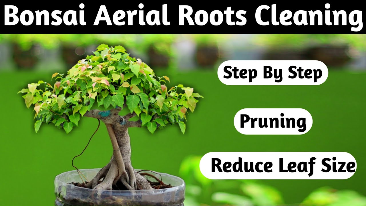 Bonsai Aerial Roots Cleaning