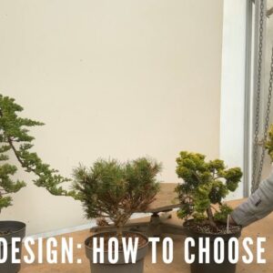 Bonsai Design: How to choose a Shape