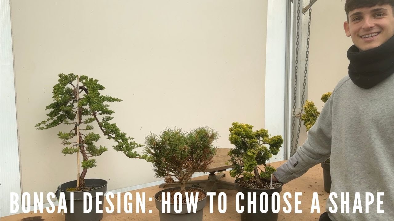 Bonsai Design: How to choose a Shape