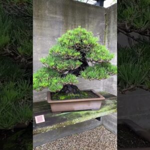 Bonsai display #bonsai #art