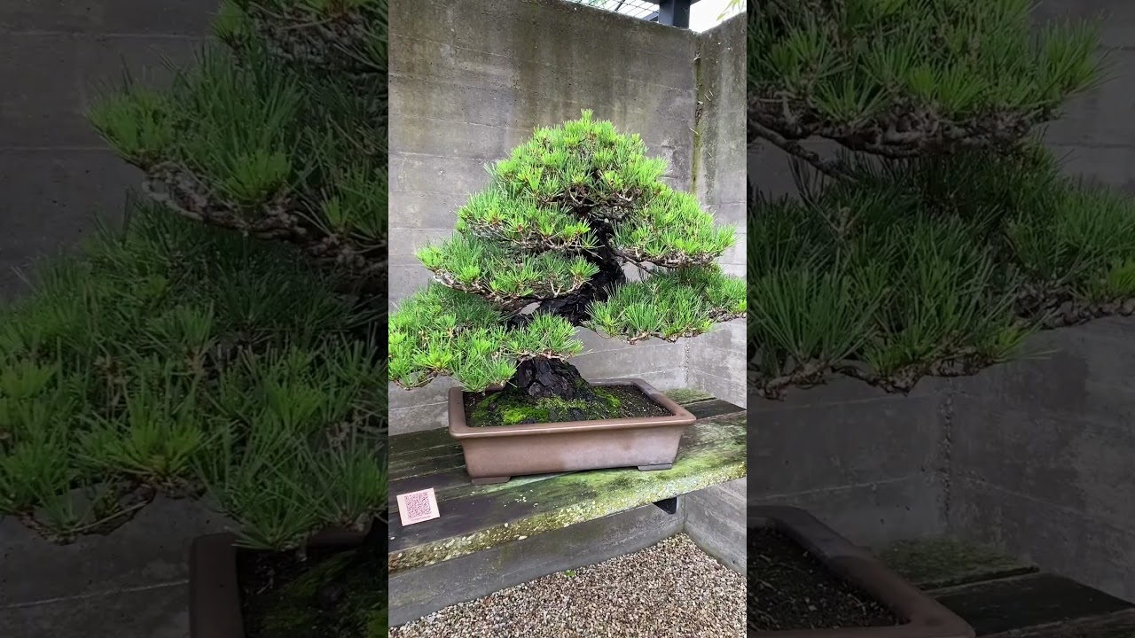 Bonsai display #bonsai #art