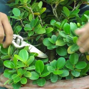 Bonsai for Beginners   Ficus Microcarpa - Step by Step  Season   1