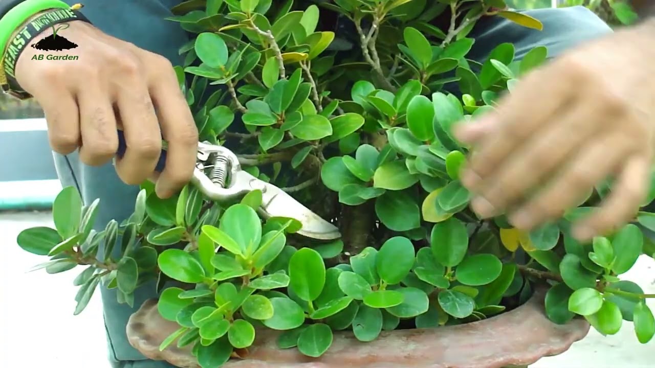 Bonsai for Beginners   Ficus Microcarpa - Step by Step  Season   1