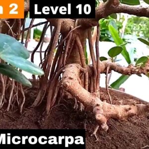 Bonsai for beginners Ficus Microcarpa - Step by Step Season   2