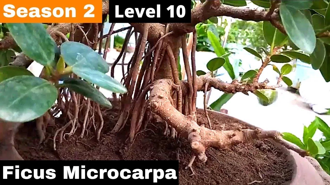 Bonsai for beginners Ficus Microcarpa - Step by Step Season   2