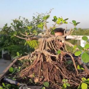 Bonsai for beginners Ficus Microcarpa - step by step Season 4