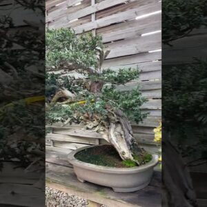 Bonsai garden in Madrid #bonsai #garden