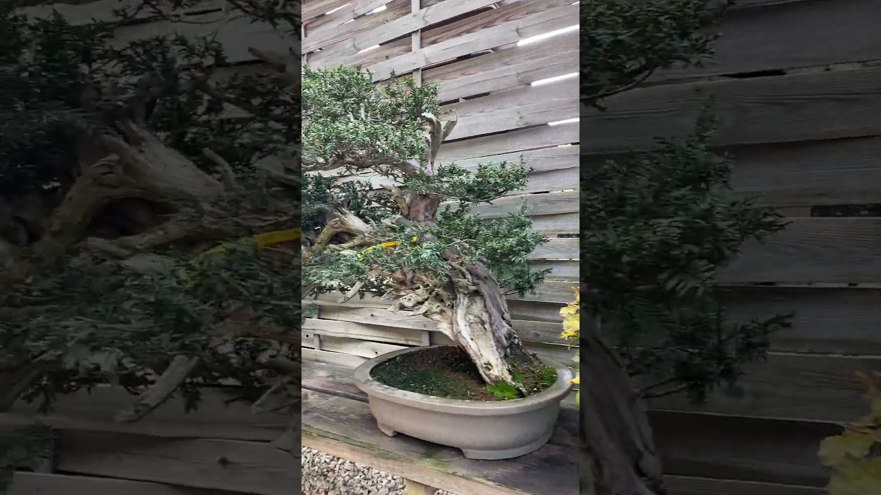 Bonsai garden in Madrid #bonsai #garden