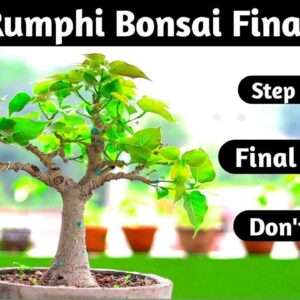 Bonsai Making At Home Desi Pakur